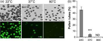 POLLEN LIFE GRANULARITIES