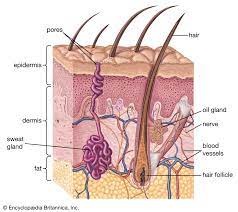 SKIN   HAIR & NAILS 60 CAPS. (NATROL)