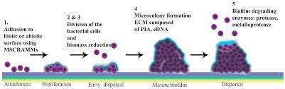 BIOFILM GEL 60 GM